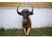 Trofeu de vanatoare antilopa gnu model deosibit arta obiecte de colectie 930340 poza 1
